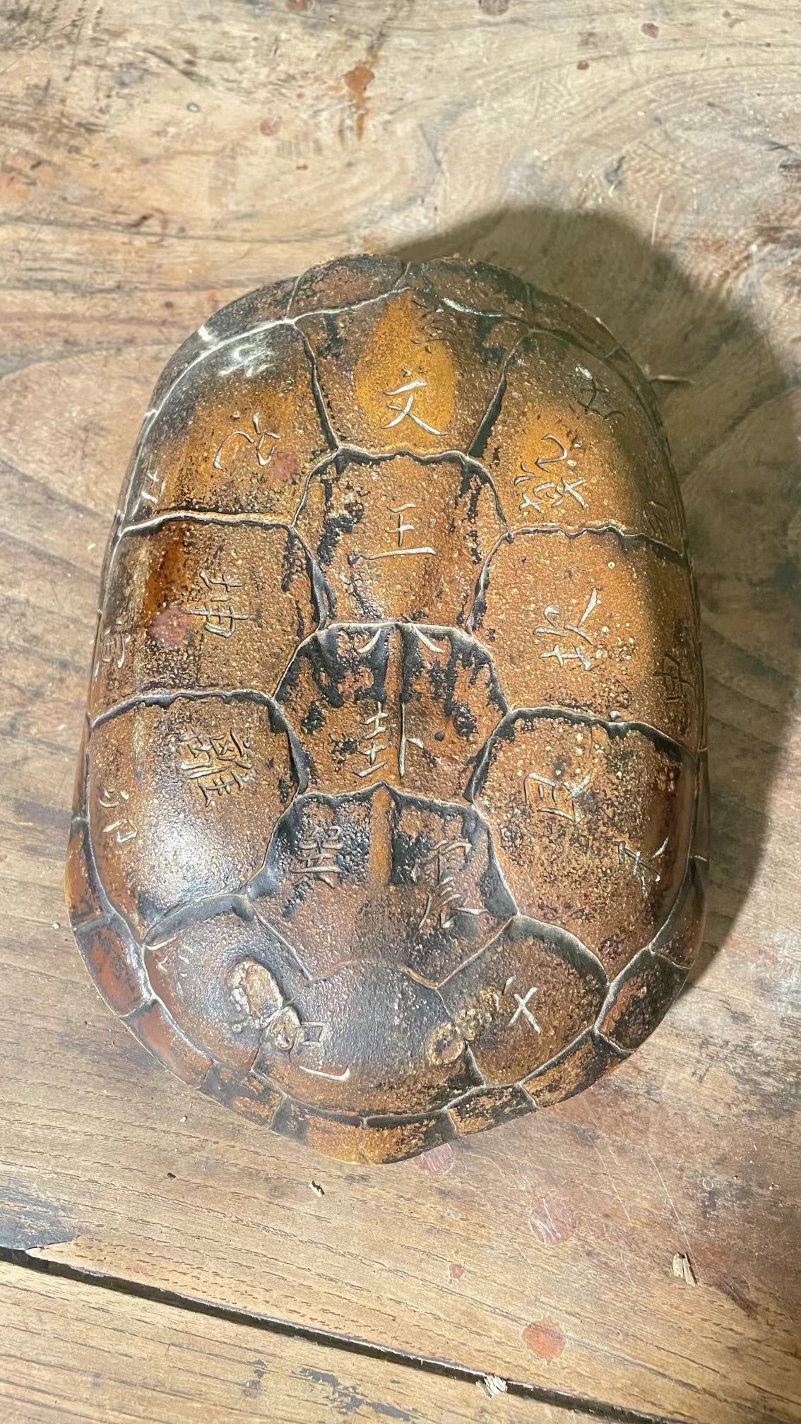 King Wen's Oracle Giant Turtle Shells